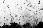 DSC08011